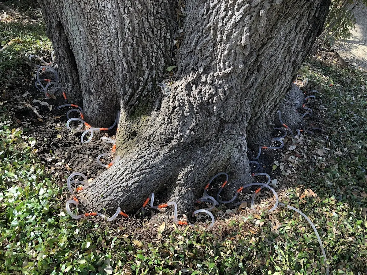 Detailed Tree Cabling and Bracing job site in Mont Vernon
