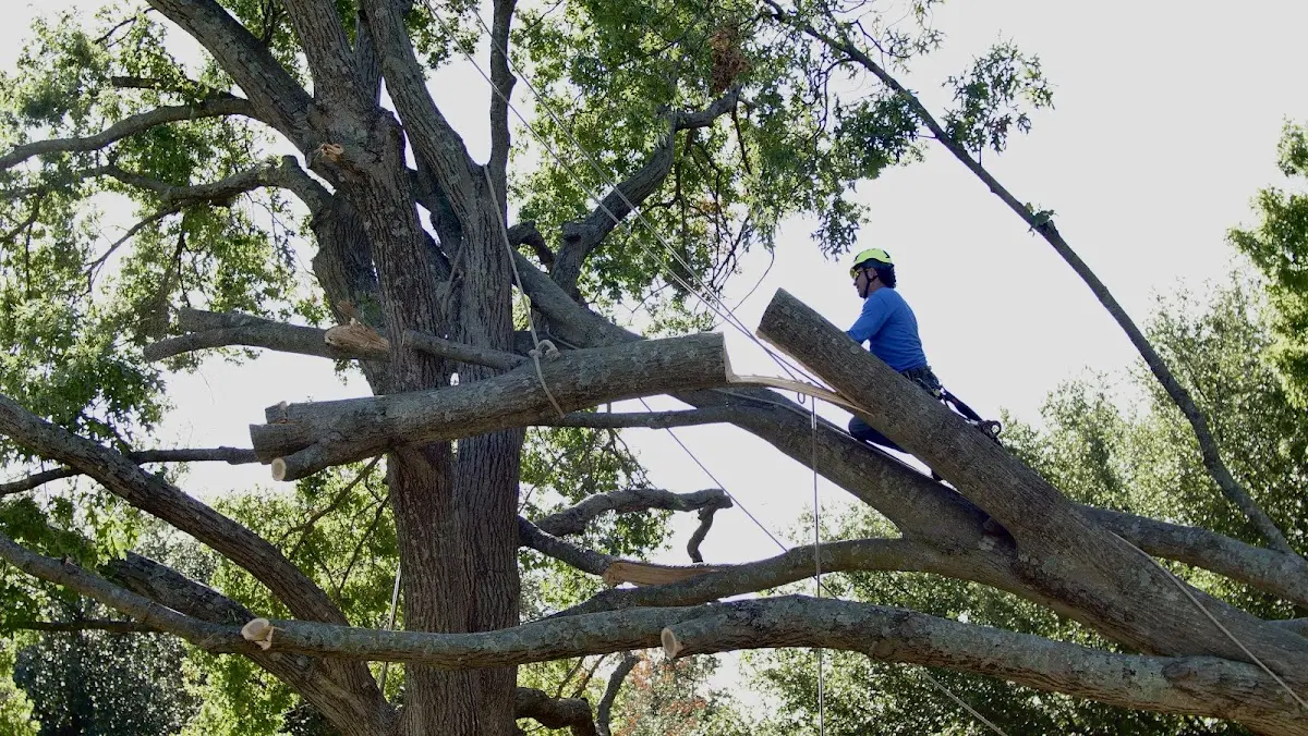 Professional Crown Thinning performed by certified arborists in Mont Vernon